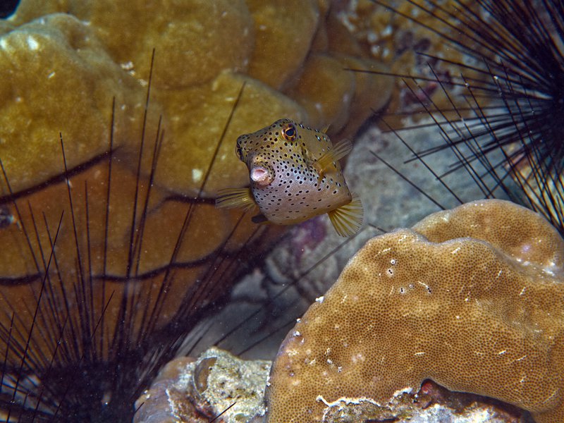 Boxfish, House Reef